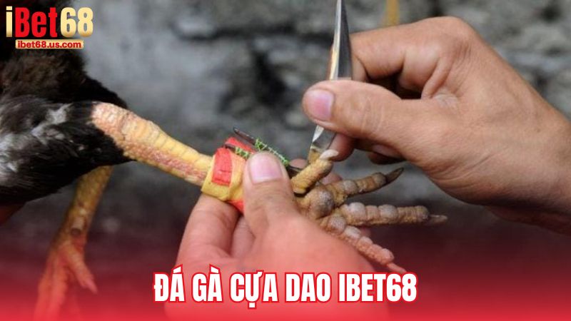 Đá gà cựa dao