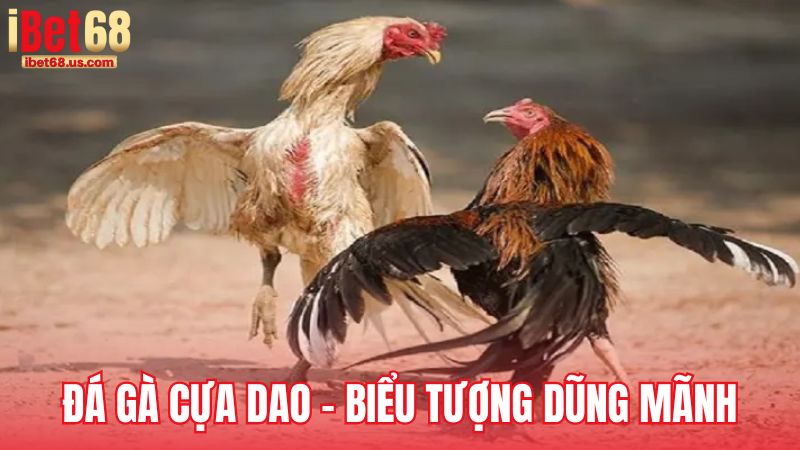 Đá gà cựa dao – Nét đặc trưng của sự dũng mãnh và chuẩn xác