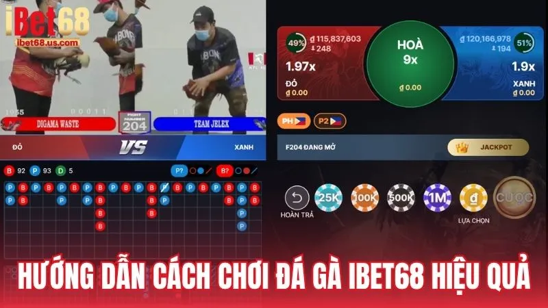 Hướng dẫn cách chơi Đá Gà iBet68 hiệu quả