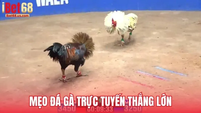 Mẹo giúp người chơi đá gà trực tuyến thắng lớn