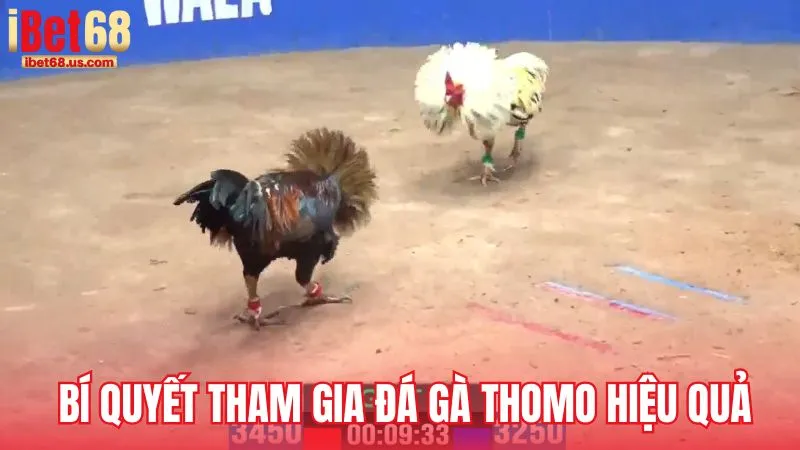 Mẹo và bí quyết để tân thủ tham gia Đá gà Thomo hiệu quả