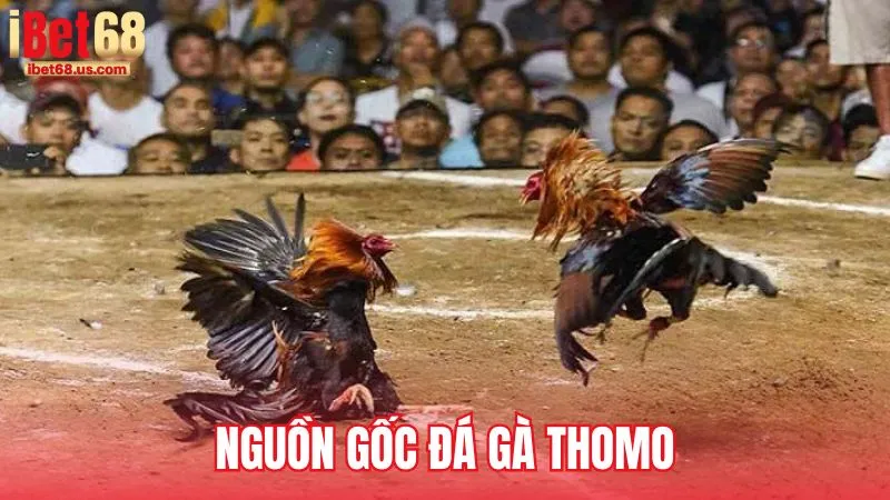 Nguồn gốc và sức hút của bộ môn Đá gà Thomo