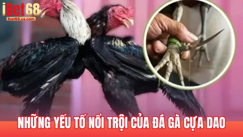 Những yếu tố nổi trội của đá gà cựa dao