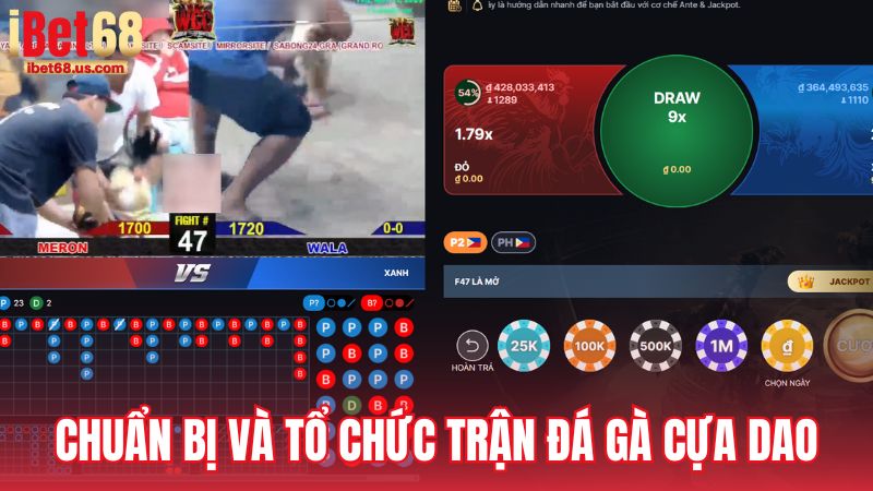 Quy trình tổ chức và chuẩn bị cho trận đá gà cựa dao