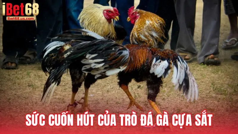 Sức cuốn hút mãnh liệt của trò đá gà cựa sắt